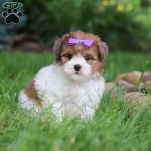 Addie, Havapoo Puppy